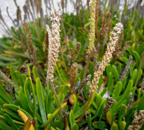 Plantago crassifolia var. crassifolia inflorescences